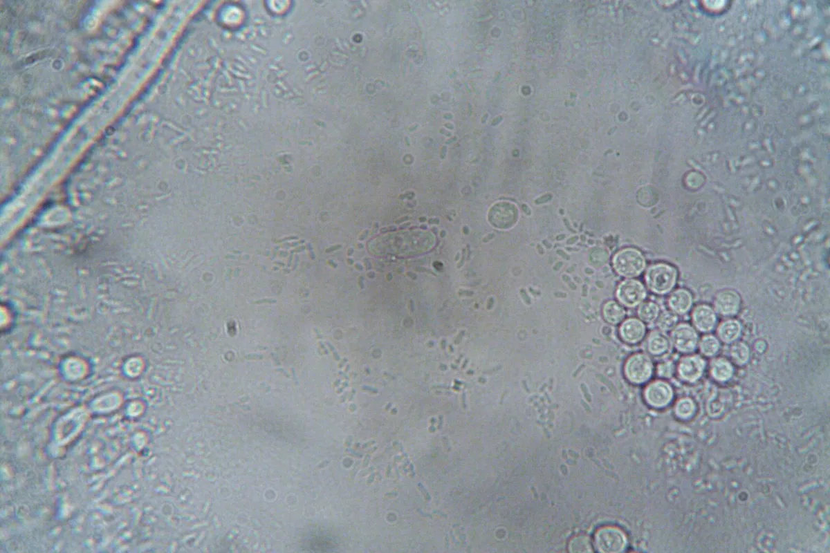 A microscope and slide in a darkened laboratory, lit hard from one side.