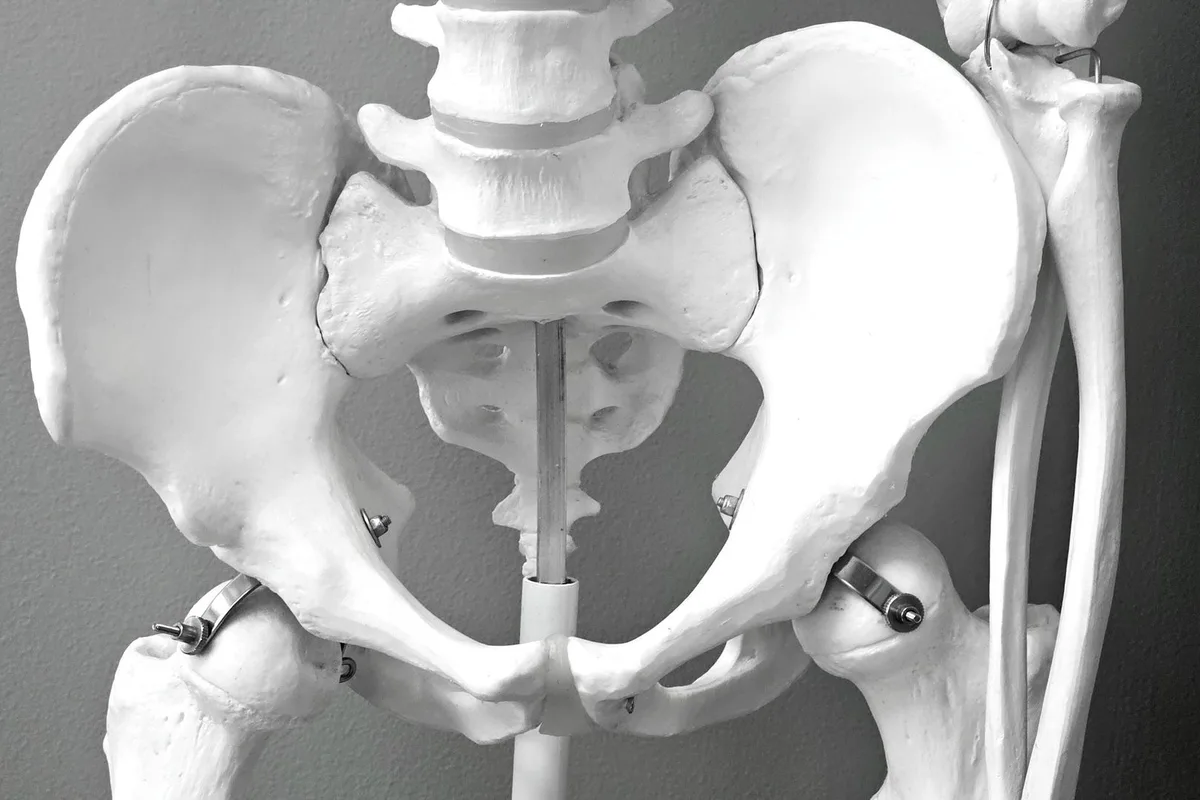 An anatomical pelvis model on a dark ground under hard light.